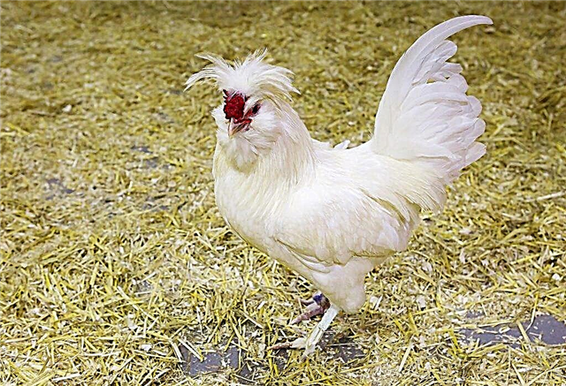 Common and rare chicken breeds