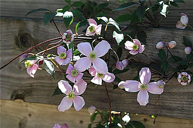 Reproduction of clematis by cuttings