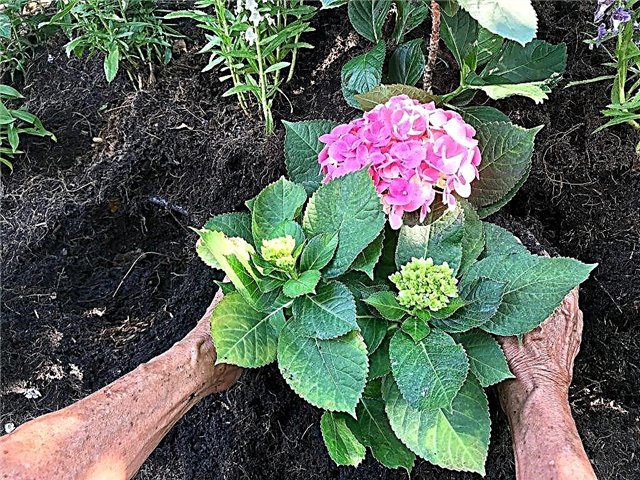 Sodinti hortenzijas lauke rudenį