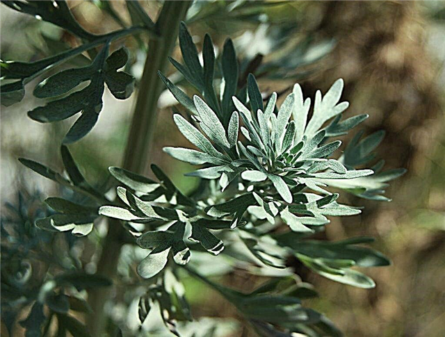 Features of wormwood
