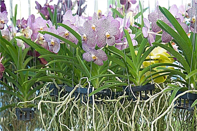 What are the features of a crown pot for orchids