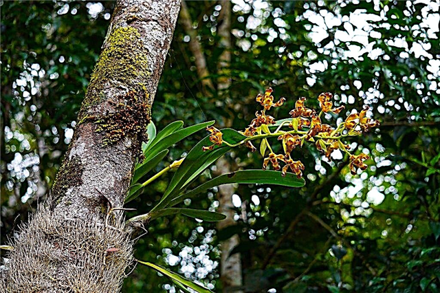 Über Orchideen in äquatorialen Wäldern