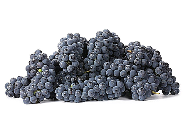 ¿Cuál es el contenido calórico de las uvas negras?