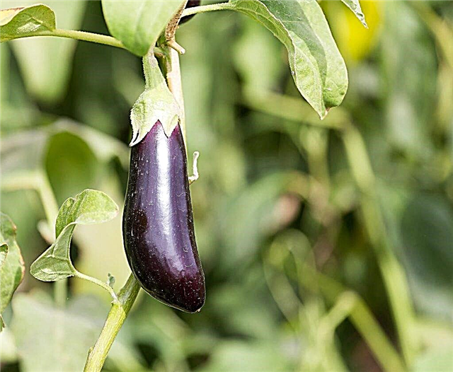 At what temperature to grow eggplants