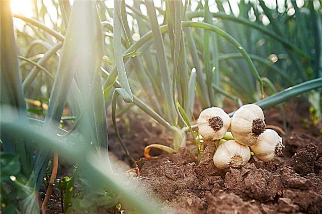 Teknik apa yang digunakan untuk memanen bawang putih
