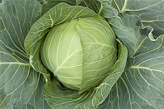 Description of cabbage mother-in-law