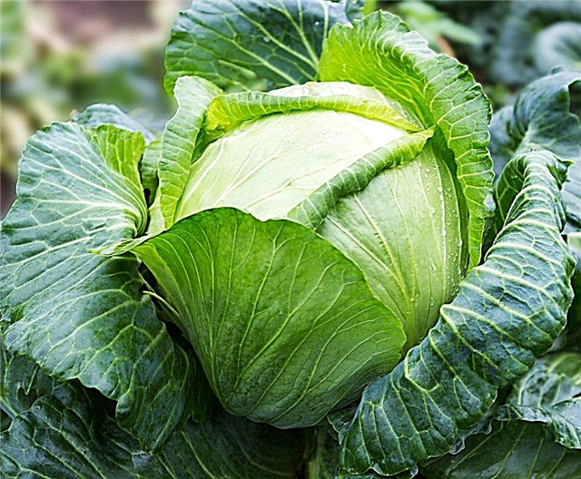 Description of cabbage Farao f1
