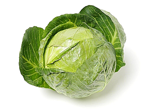 What is the calorie content of cabbage