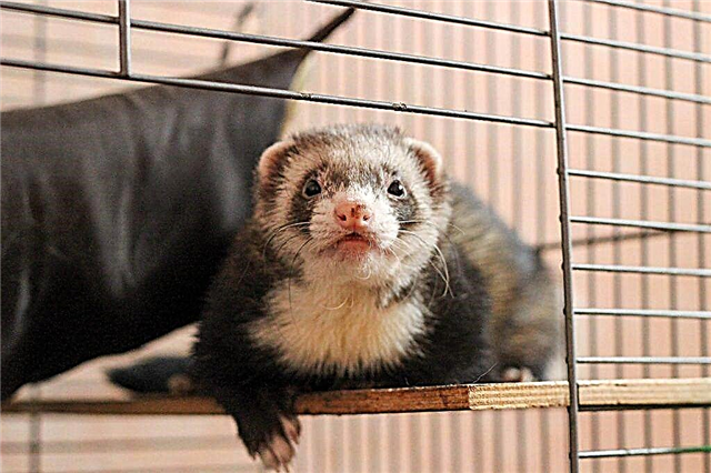 How to catch a wild ferret and how to get rid of it correctly