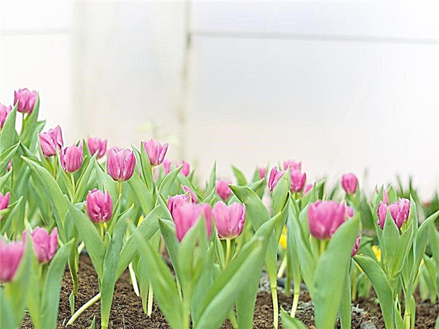 Vilkår og regler for transplantation af tulipaner