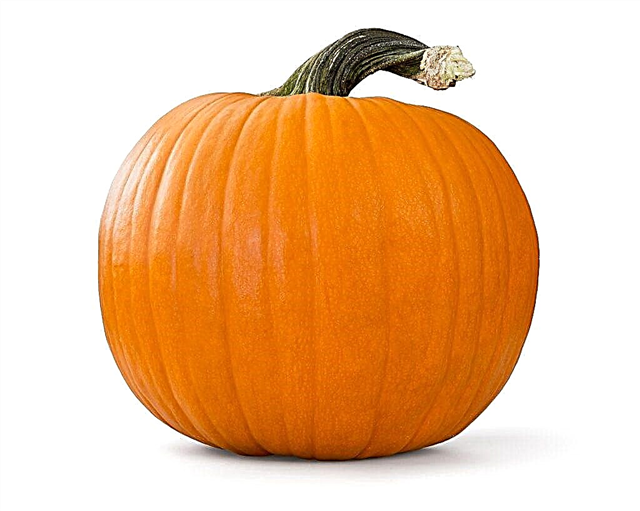 Pumpkin with pancreatitis