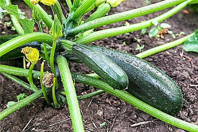 Peraturan untuk menyiram zucchini di ladang terbuka