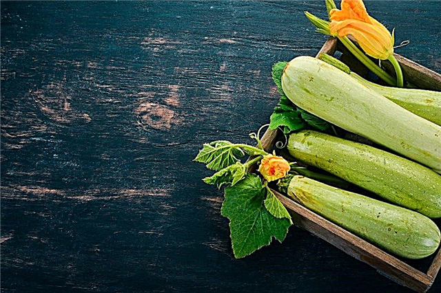 Zucchini variety Iskander F1