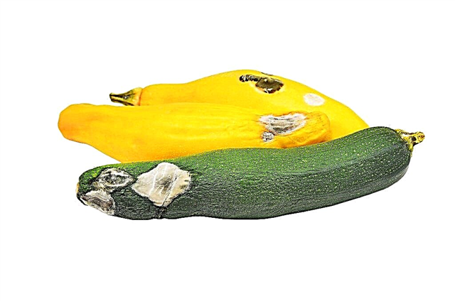 Causes of rotting zucchini