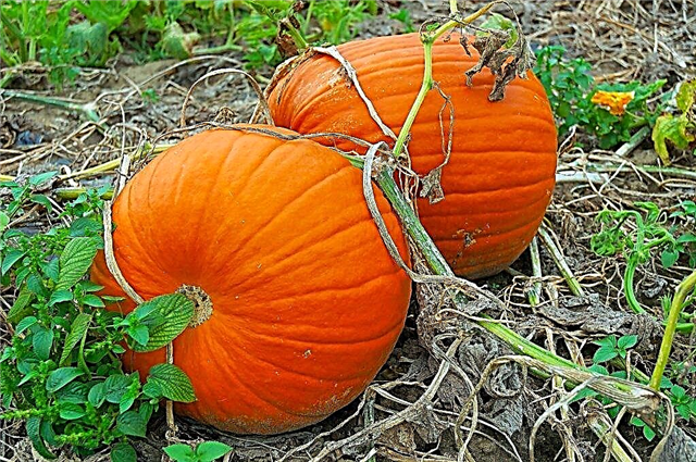 Sweet pumpkin varieties and care