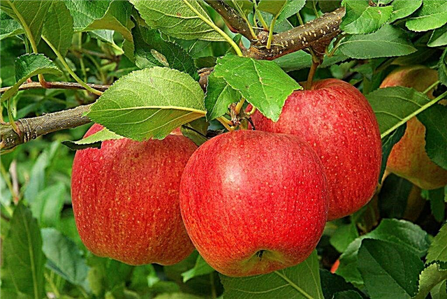 Características da macieira Ligol