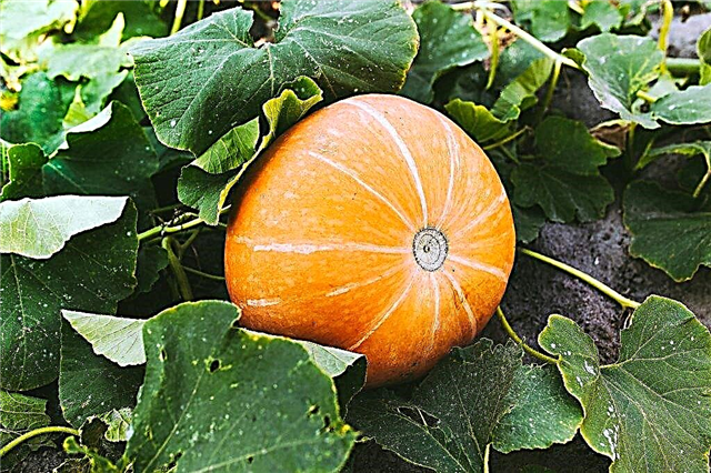 Characteristics and rules for growing pumpkin Russian woman