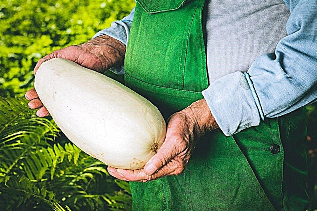Sorten weißer Zucchini und die Regeln für ihren Anbau