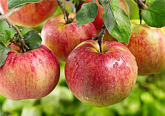 Características do cultivo de macieiras Auxis