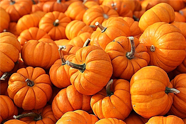 Minerals and vitamins in pumpkin