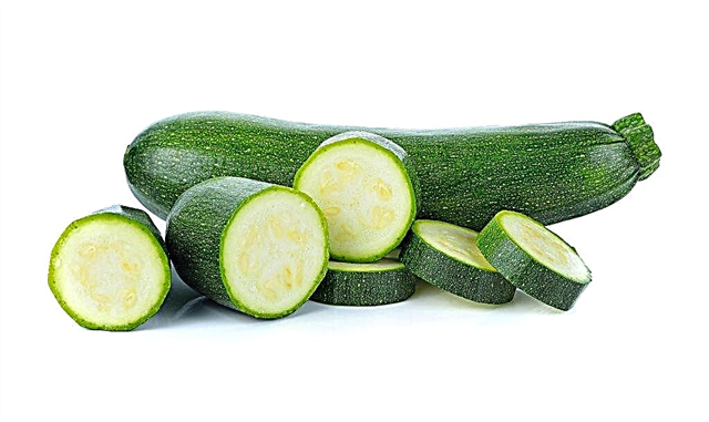 Sifat berguna zucchini untuk tubuh manusia
