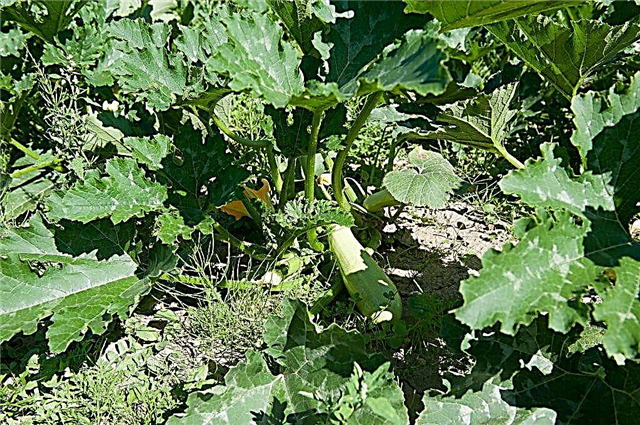 Varietal features of zucchini Gribovsky 37