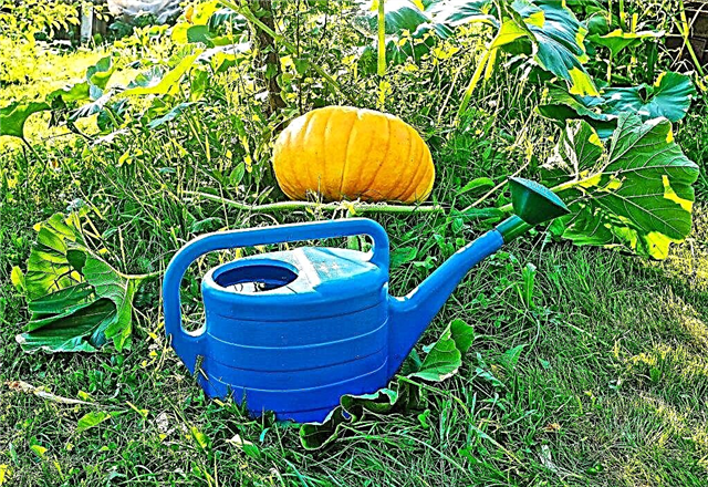 How to water a pumpkin outdoors