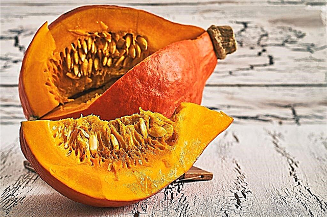 Hokkaido pumpkin varietal description