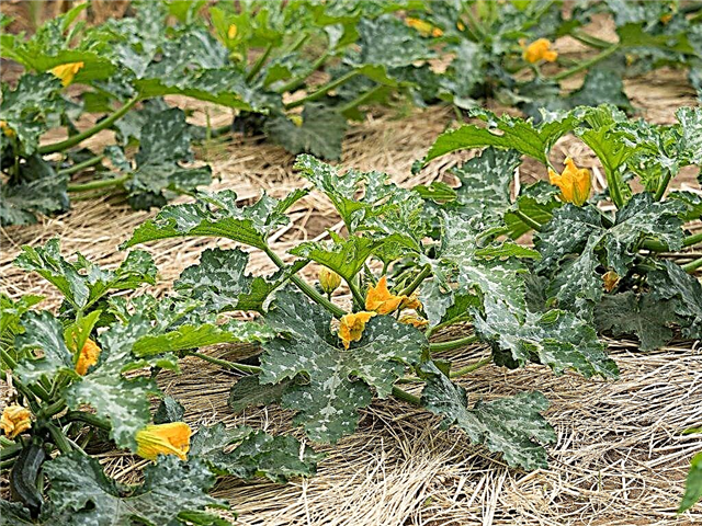 Metode pemberian zucchini