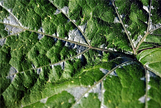 Cauzele petelor albe pe frunzele de dovlecel