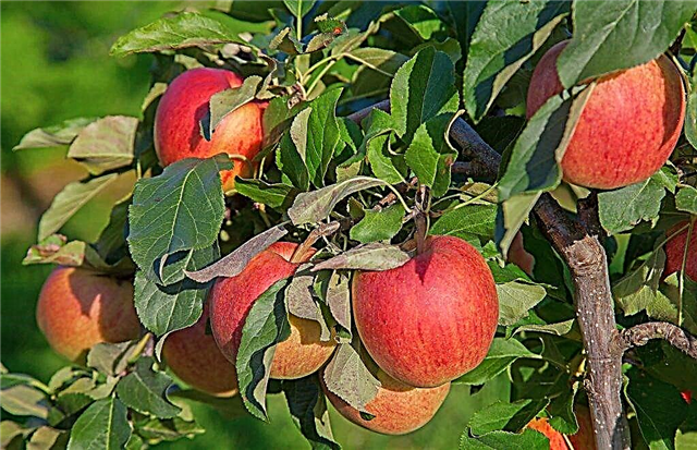 Variedade de maçã idared