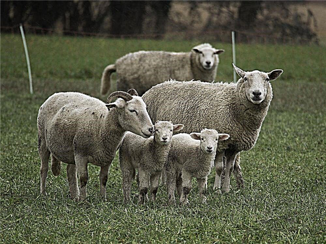 Razones para bradzot en ovejas