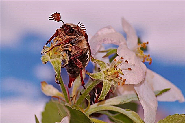 Lucha contra el escarabajo de la flor de manzana