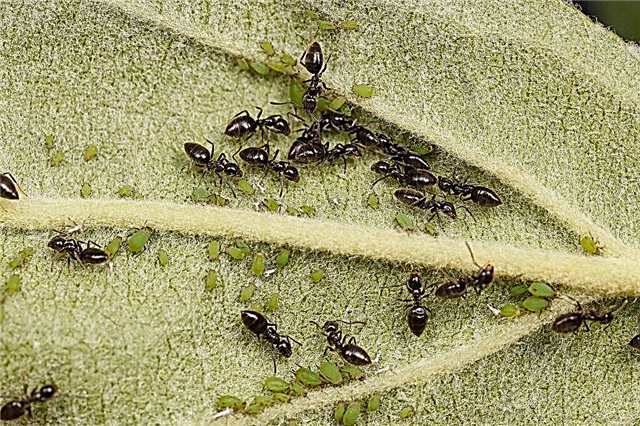 Hoe zich te ontdoen van mieren op een appelboom