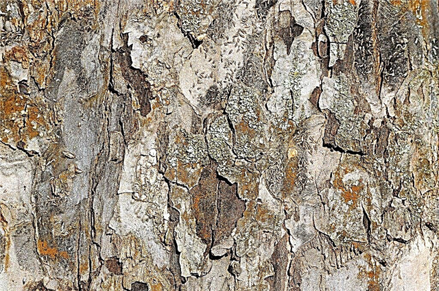 Methods of dealing with bark beetle on an apple tree