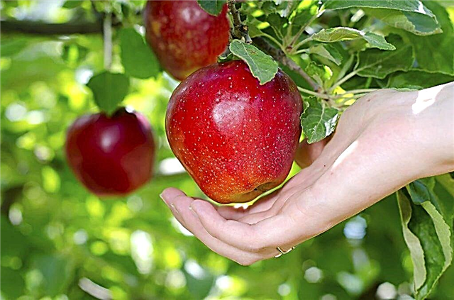 Опис Мацинтосх јабука