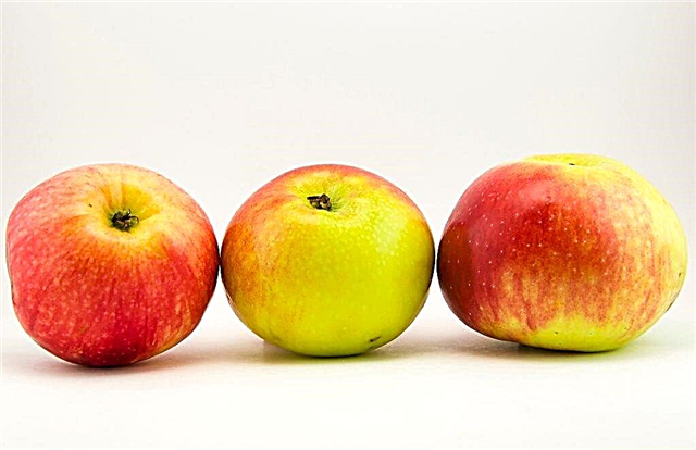 التفاح المتزايد Aport