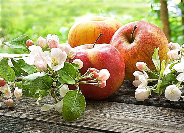 وصف شجرة التفاح غلوستر