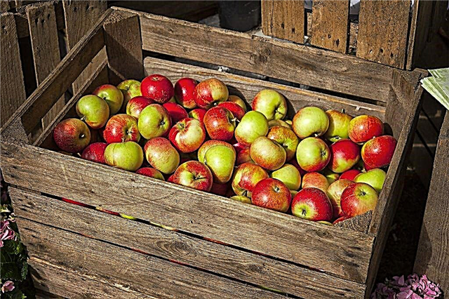 Funksjoner ved lagring av epler om vinteren