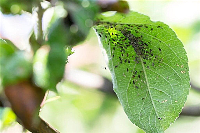 Ways to combat aphids on an apple tree