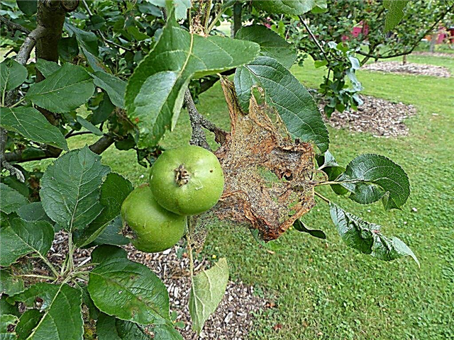 Spinnennetz auf einem Apfelbaum und Methoden, damit umzugehen