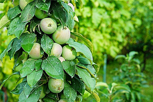 Kuvaus Malukhan sarakkeellisesta omenapuusta