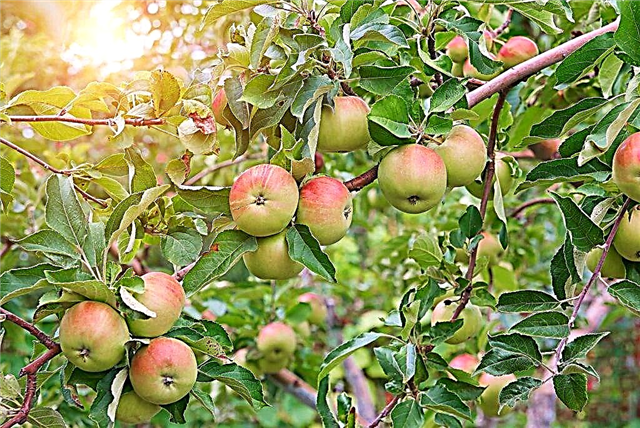 التفاح متنوعة إيرلي جنيف