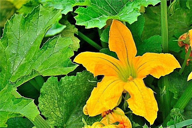 Prevention of the appearance of barren flowers on zucchini