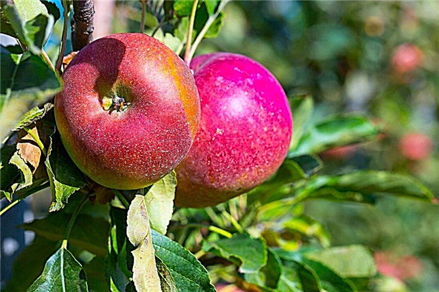 Características da variedade de maçã Imant
