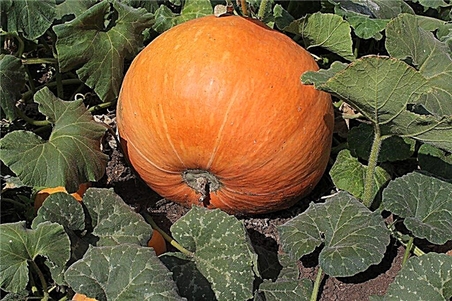 Features of growing pumpkin Smile