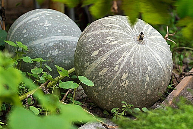 Characteristics of the pumpkin variety Volzhskaya gray