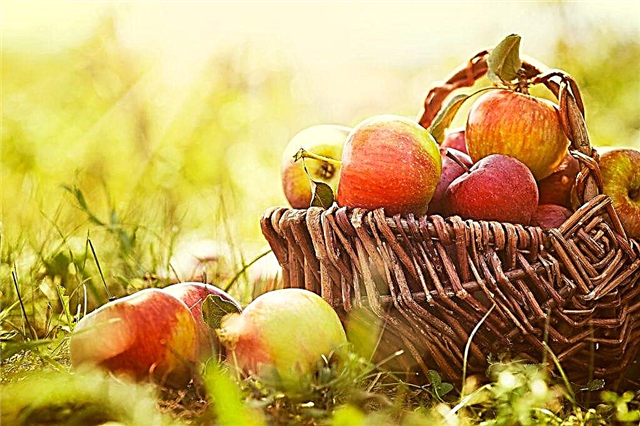 Funkce pěstování bugle jabloň