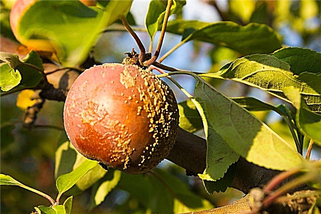Cómo lidiar con la manzana moniliosis