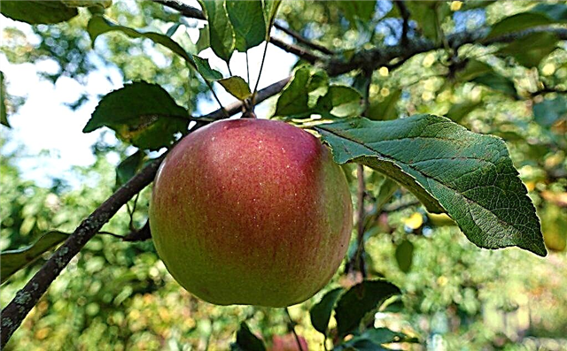 Fitur pohon apel Welsey